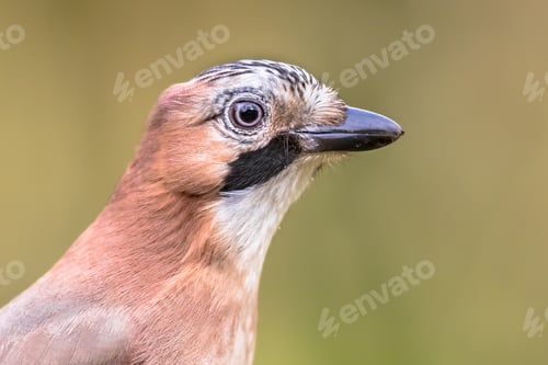 Preview: Curious Eurasian Jay head on bright background