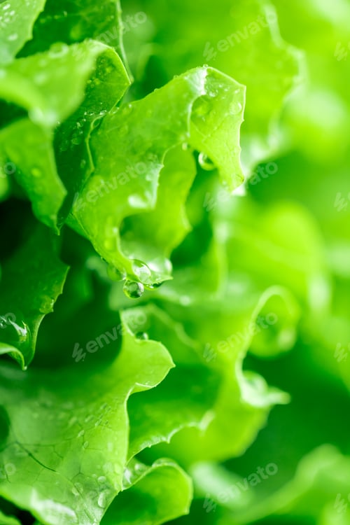 Preview: Macro photography of fresh wet green salad. The concept of a healthy lifestyle.