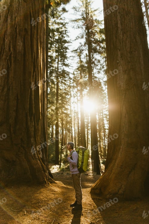 Preview: Hiker hiking among sequoia trees, Sequoia National Park, California, USA
