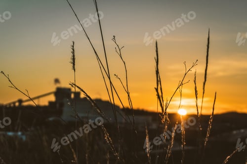 Preview: Sunset against a lush foliage