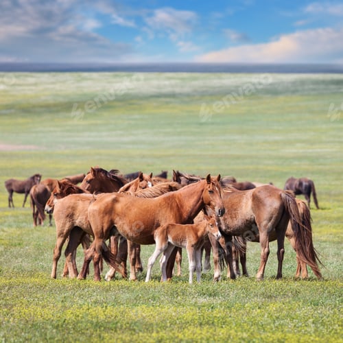 Preview: Wild horses
