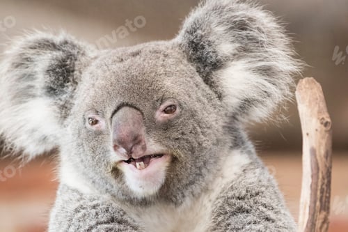 Vorschau: Koala-Porträt