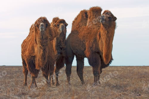 Preview: Bactrian camels (Camelus bactrianus