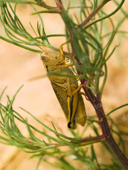 Preview: Grasshopper
