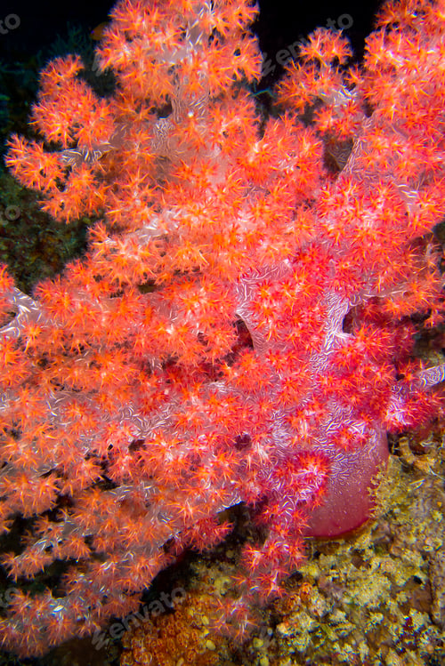 Preview: Multi-branched Trees Soft Coral, South Malé Atoll, Maldives