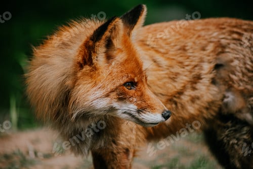 Preview: animal