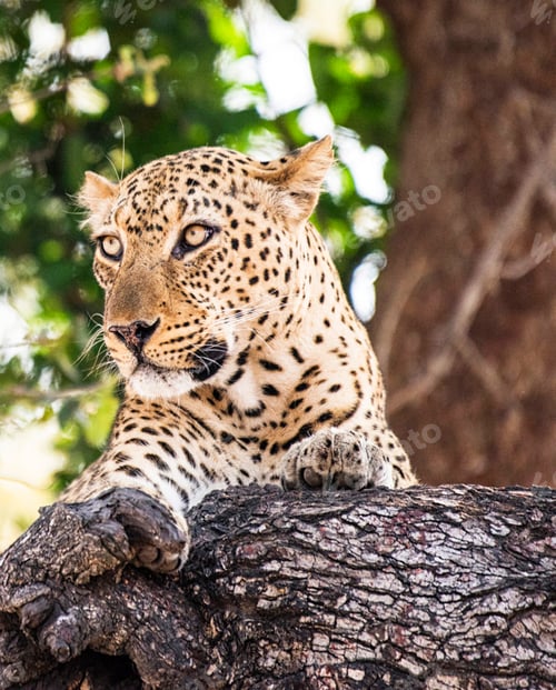 Preview: Zambia Wildlife pictures