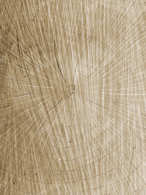 Preview: Texture Of Cut Tree
