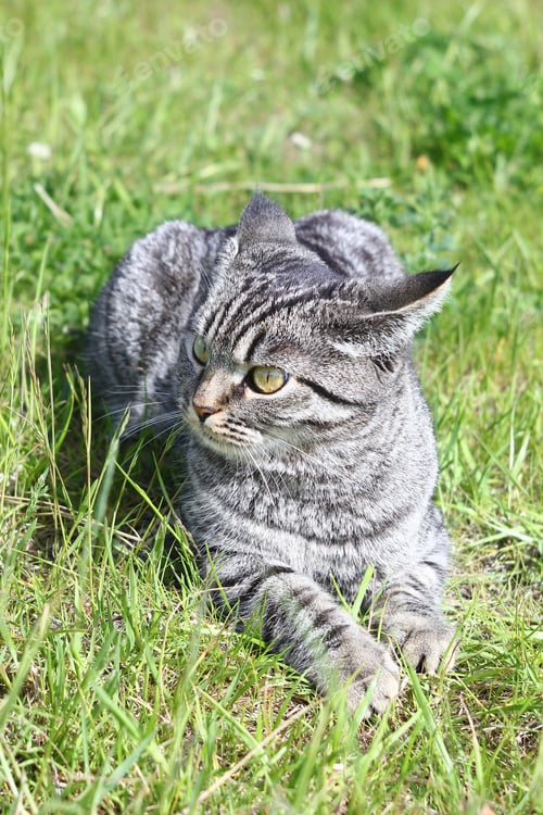 Preview: A cute gray tabby cat is lying on the green grass and looking away.