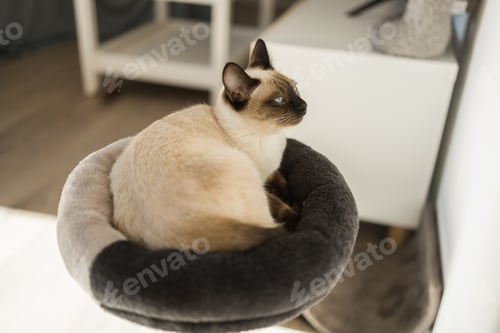 Preview: Portrait of elegant beige Siamese cat lying with blue eyes. Pet sits comfortably. Sleek well-groomed