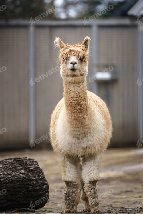 Preview: Alpaca stands in a grassy field next to a wooden log