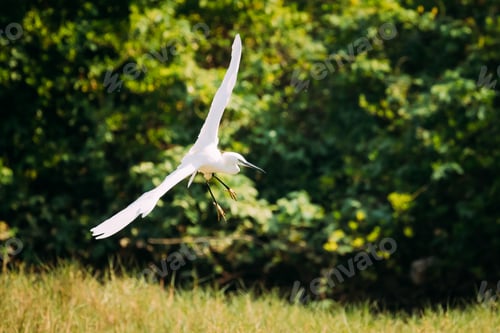 Preview: Goa, India. White Little Egret Landing On Grass