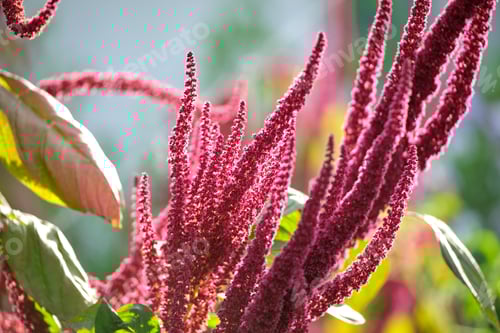 Preview: Indian red amaranth plant growing in summer garden. Leaf vegetable, cereal and ornamental plant