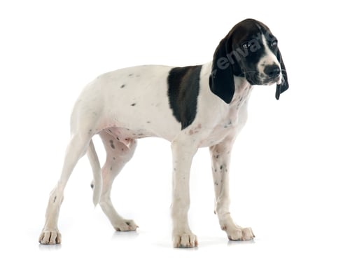 Preview: puppy Braque d'Auvergne
