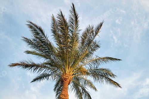Preview: Beautiful green coconut palm trees on tropical beach against blue sky. Summer vacation concept