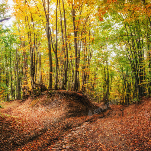Preview: Forest Road in the autumn. Landscape
