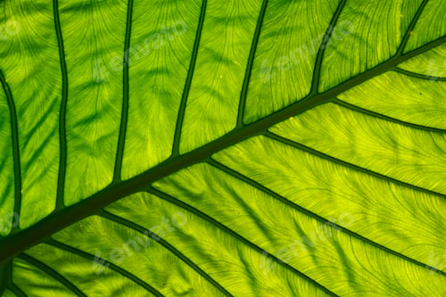 Preview: Earth day and environment ecology, concept, green nature space with plant and tree outside