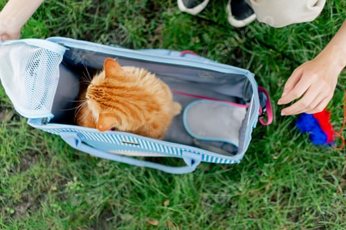 Preview: top shot close-up in the summer in a park on green meadow, a red fluffy cat sits on a pink leash