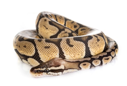 Preview: Ball python in studio