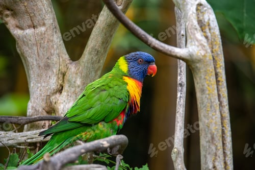 Preview: Rainbow bird called Loriini sitting on a tree branch looking aside