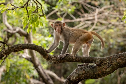 Preview: Macaques in nature. Macaques constitute a genus (Macaca) of gregarious monkeys.