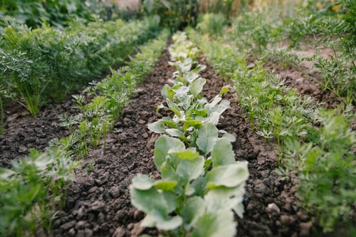 Preview: Green leaves on garden beds in the vegetable field.