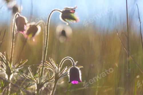 Preview: Wildflowers