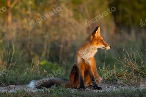 Preview: Cute young fox cub on the grass background. One. Evening light. Wild nature. Animals.