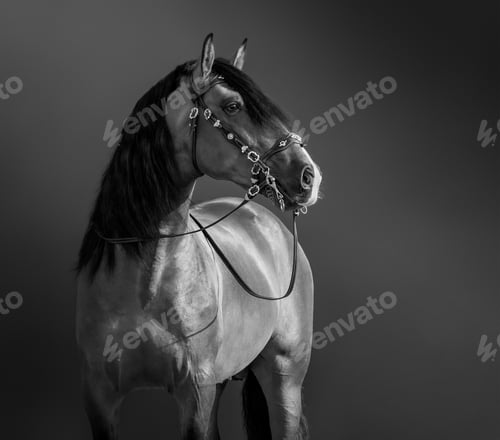 Preview: Black-and-White portrait of Andalusian Horse.