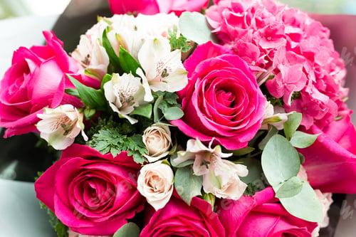 Preview: Beautiful pink roses