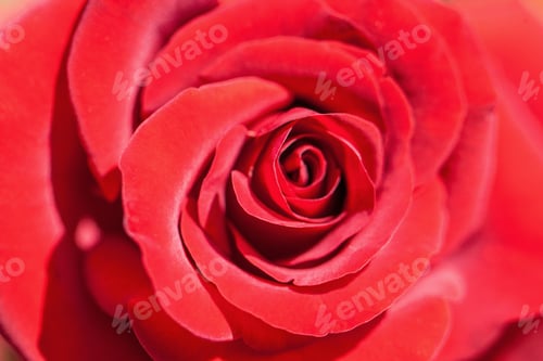 Preview: Close up of red rose