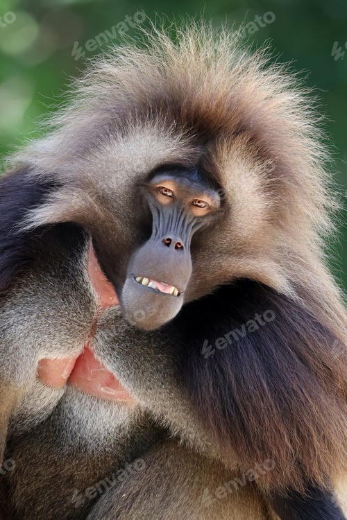 Preview: closeup of gelada monkey (Theropithecus gelada) in wild