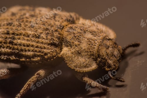 Preview: Macro shot of a brown weevil