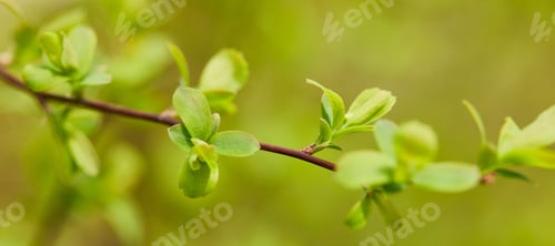 Preview: panoramic shot of green leaves on tree branch in springtime