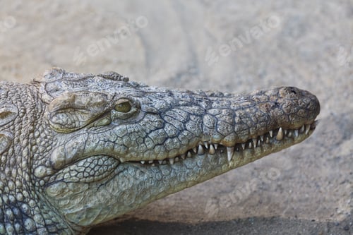 Preview: crocodile