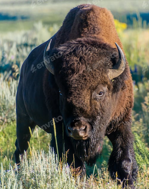 Preview: Closeup of a yellowstone bison on a meadow