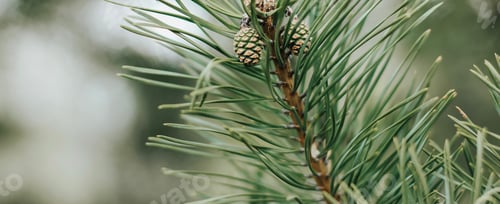Preview: Coniferous pine tree branch with young fresh green cones in springtime. Natural floral banner. N