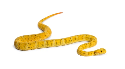 Preview: Bothriechis schlegelii, the eyelash viper, is a venomous pit viper against white background