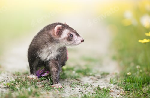Preview: ferret in nature