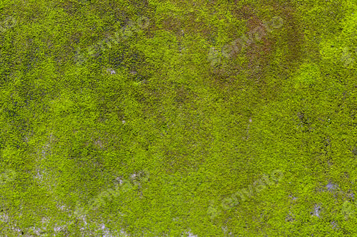 Preview: Moss on wall texture background
