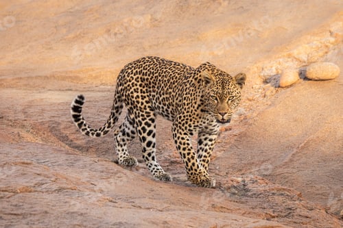 Preview: Leopard, Panthera pardus, female walking.