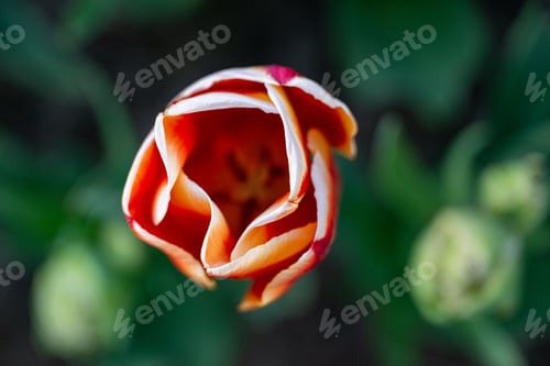 Preview: Close-up of a vibrant tulip bloom.
