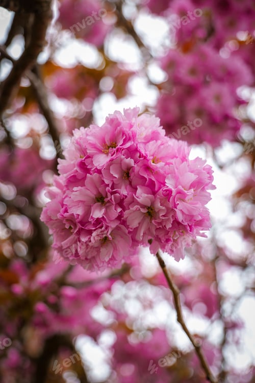 Preview: Vibrant pink cherry blossoms in bloom.