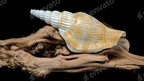 Preview: Ribbed strombus vittatus Seashell on Driftwood Background