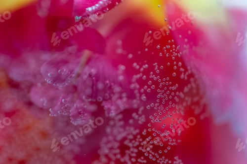 Preview: Closeup shot of a pink tulip flowering plant with water drops growing in the garden