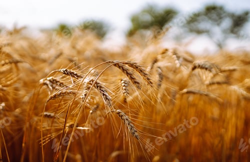 Vista previa: Sunset wheat golden field in the evening. Growth nature harvest. Agriculture farm.