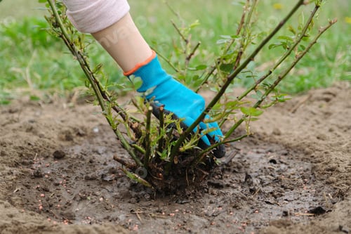 Preview: Spring gardening, female gardener wearing gloves with garden tools and soil under rose bush