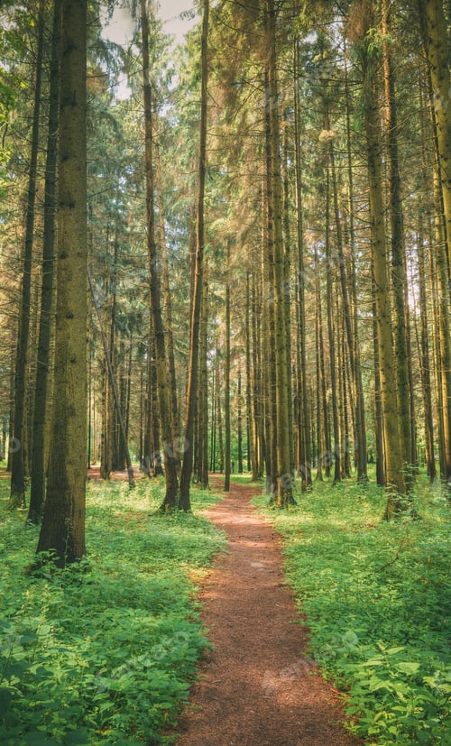 Preview: Path, Lane, Walkway, Way For Walking In Summer Mixed Forest Betw