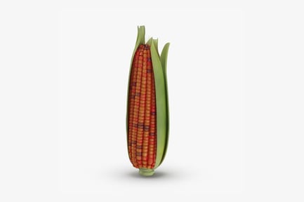 Preview: Red Corn on the Cob