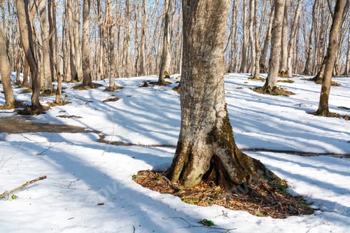 Preview: Spring thaw in the forest